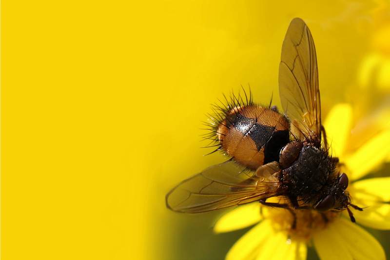 Bee That Close Enough - James Emmerson.jpg - B Steeds Cup